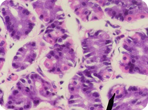 Human Parietal Cells